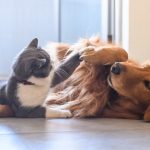 Analyzing the positive aspects of dog insurance options for pet owners